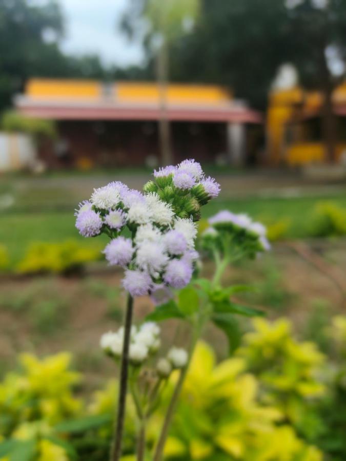 De Asian Villa Pondicherry Auroville Kültér fotó
